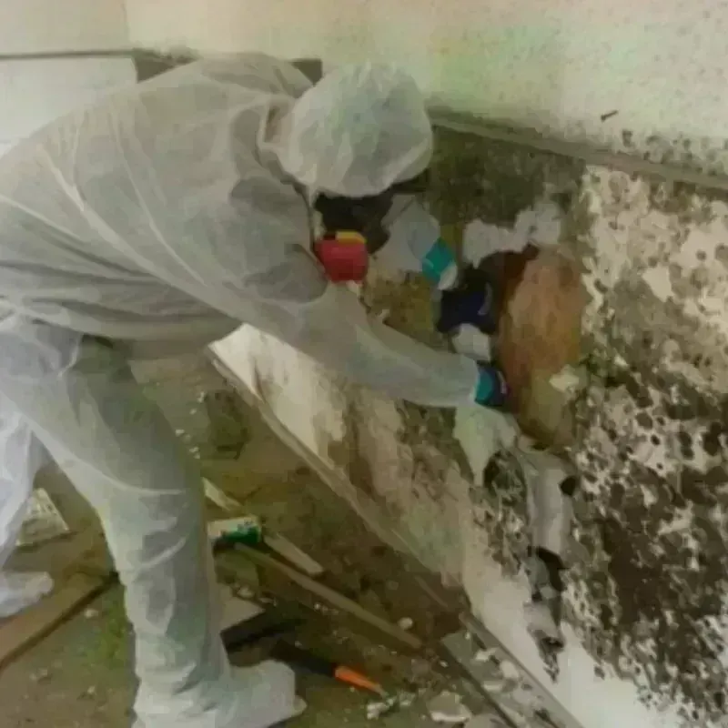 Mold Remediation and Removal in West Liberty, IA